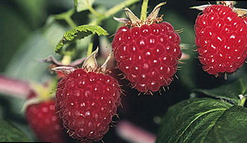 Сорт малины Гордость России фото