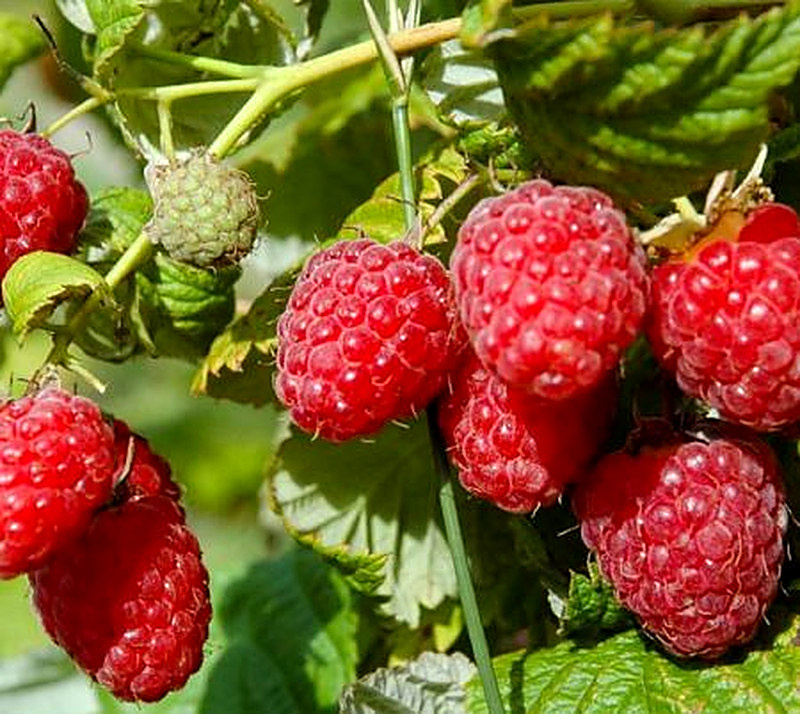 Сорт малины Гусар фото