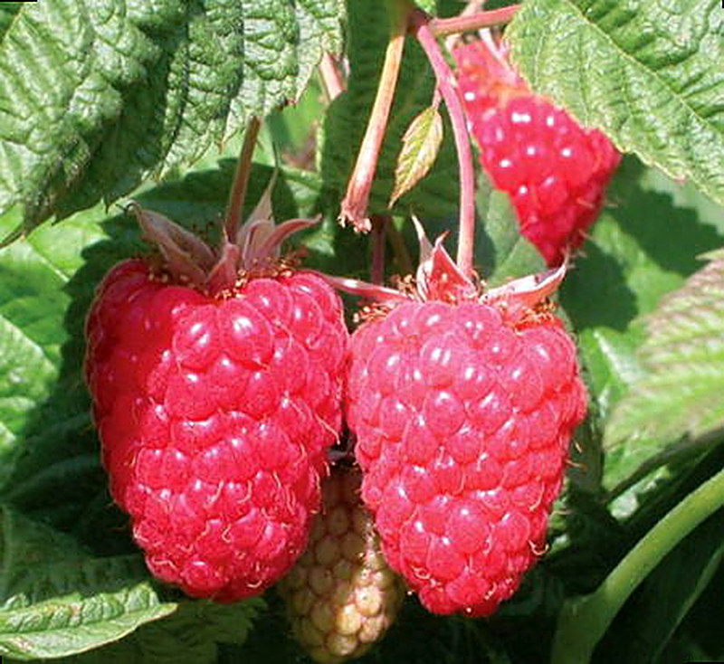 Сорт малины Краса России фото