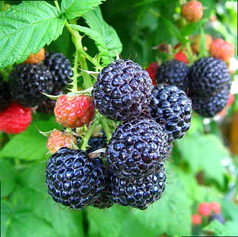 Сорт малины Кумберленд фото