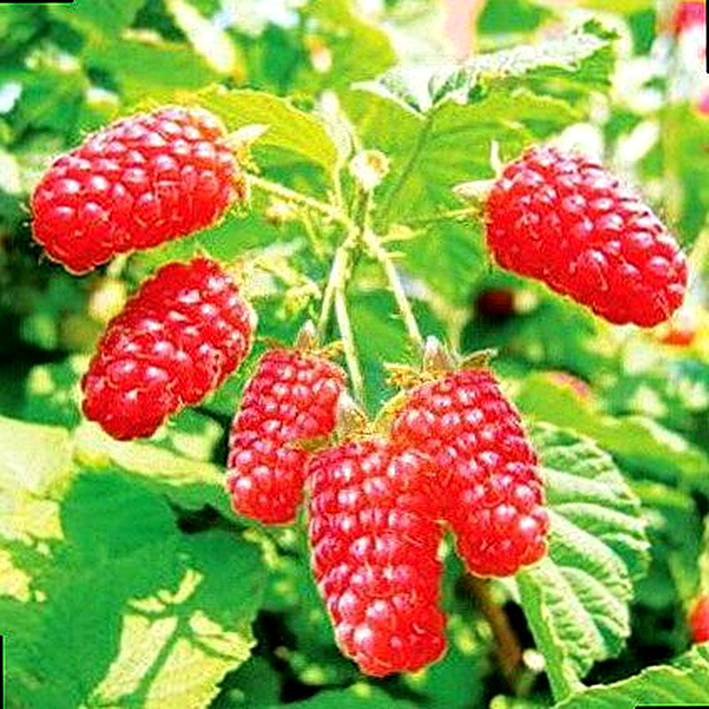 Сорт малины Патриция фото