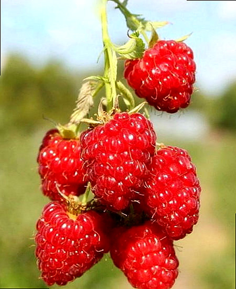 Сорт малины Таруса фото