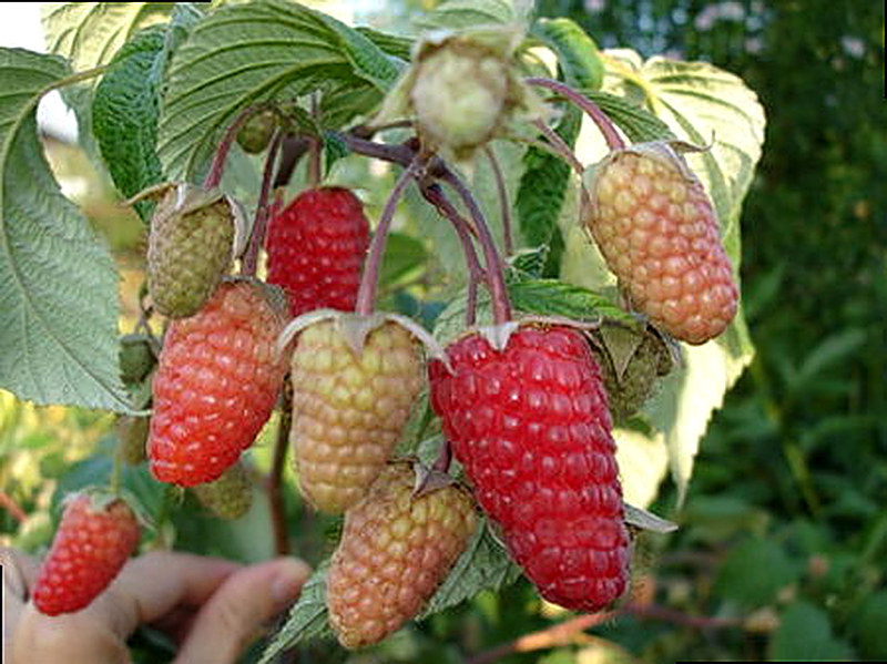 Сорт ремонтантной малины Брянское диво фото