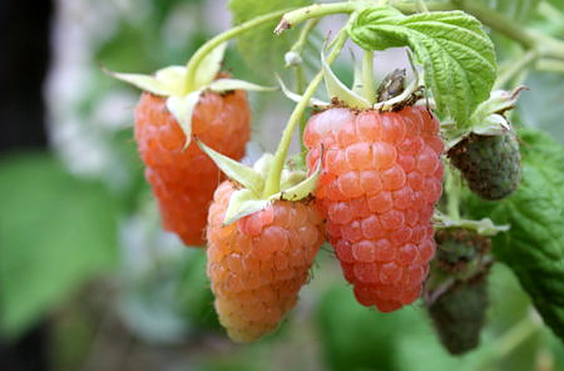 Сорт ремонтантной малины Оранжевое чудо фото