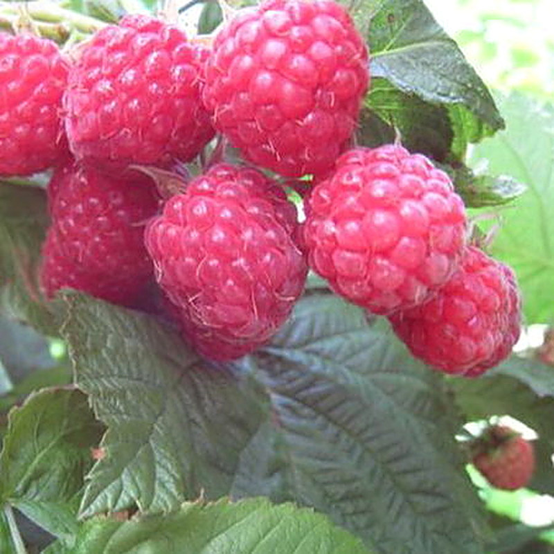 Сорт ремонтантной малины Пингвин фото