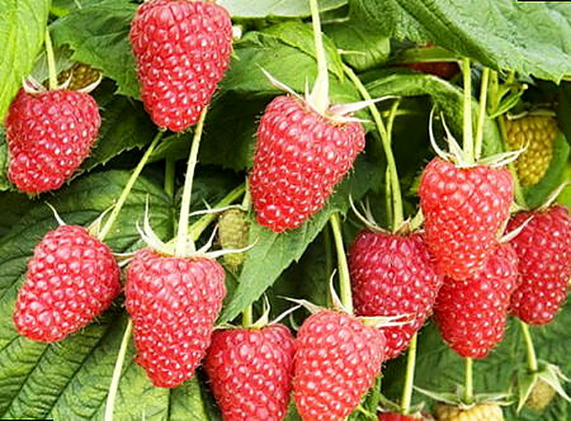 Сорт ремонтантной малины Полка фото