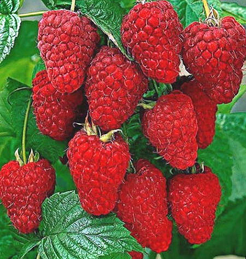 Сорт ремонтантной малины Шапка Мономаха фото