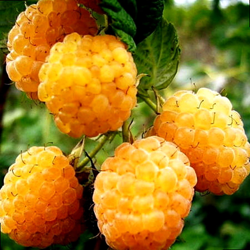 Сорт ремонтантной малины Жёлтый гигант фото