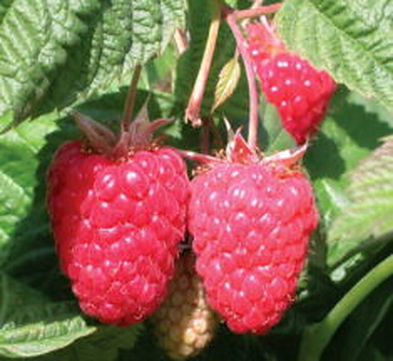 Сорта малины с фотографиями и описанием