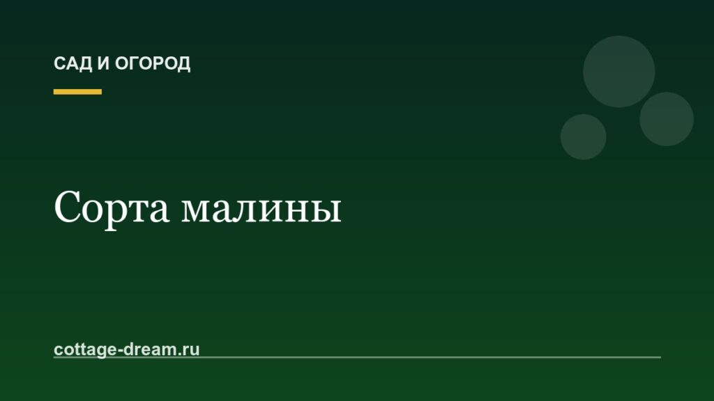 Сорта малины: описание
