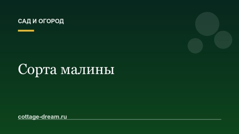 Сорта малины: описание