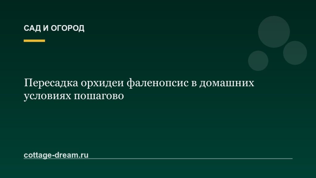 Пересадка орхидеи фаленопсис в домашних условиях пошагово