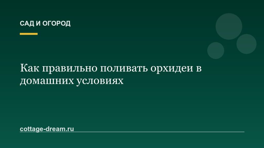 Как правильно поливать орхидеи в домашних условиях