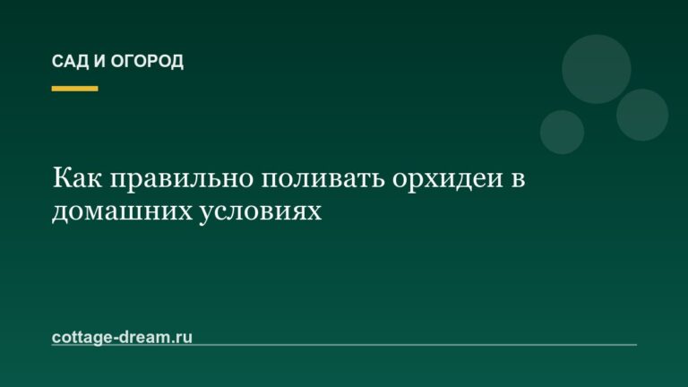 Как правильно поливать орхидеи в домашних условиях