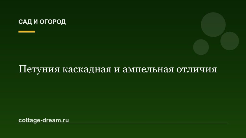 Петуния каскадная и ампельная отличия