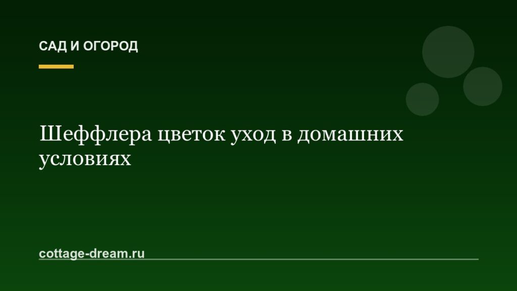 Шеффлера цветок уход в домашних условиях