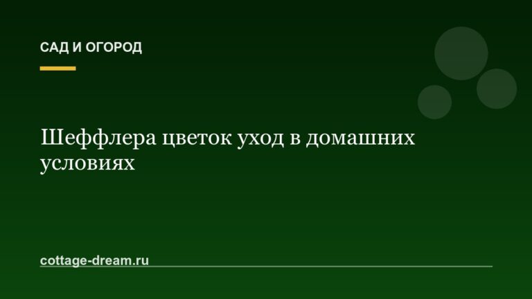 Шеффлера цветок уход в домашних условиях