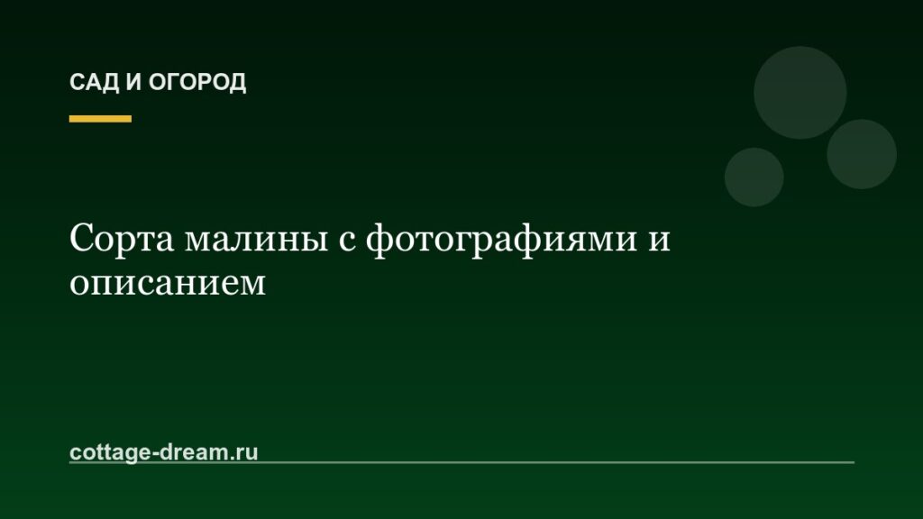 Сорта малины с фотографиями и описанием