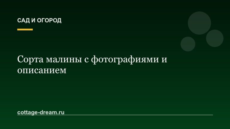 Сорта малины с фотографиями и описанием