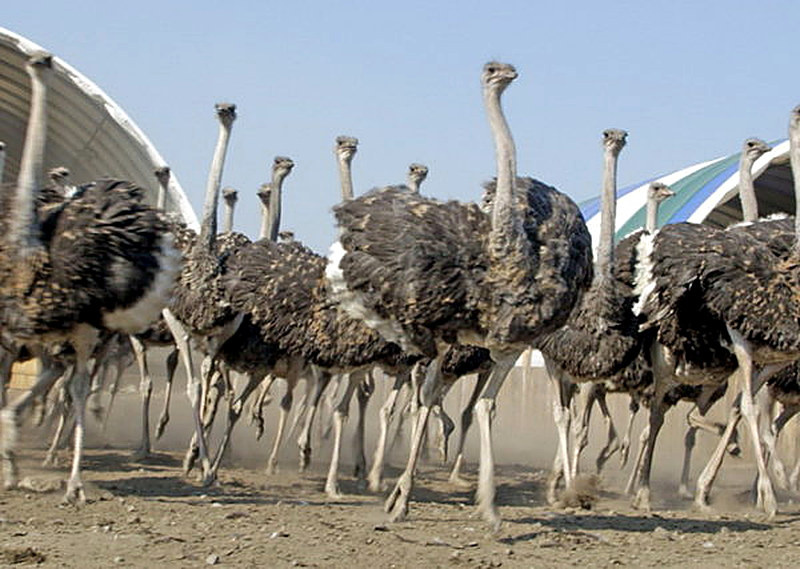 Три причины разводить страусов