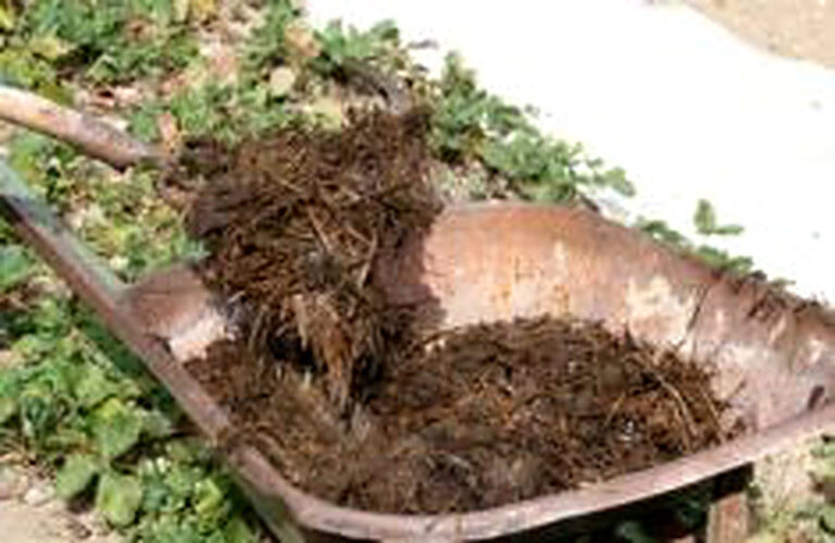 Коровий навоз как удобрение как применять