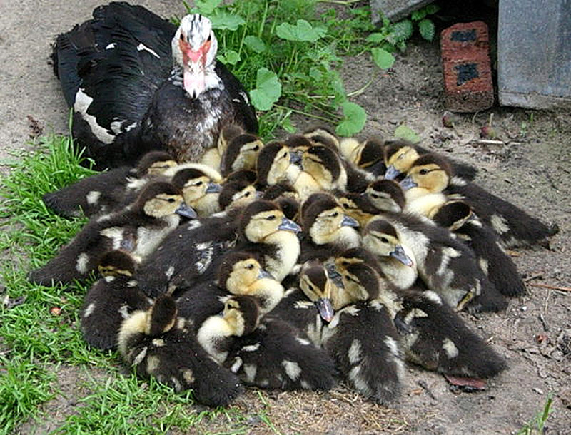 Мускусная утка разведение в домашних условиях