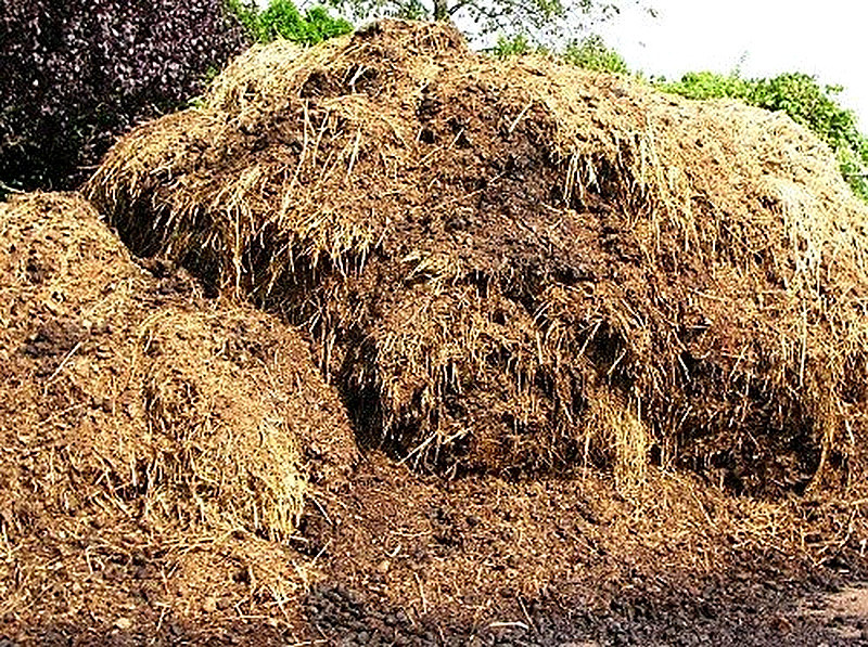 Лучшее удобрение это навоз