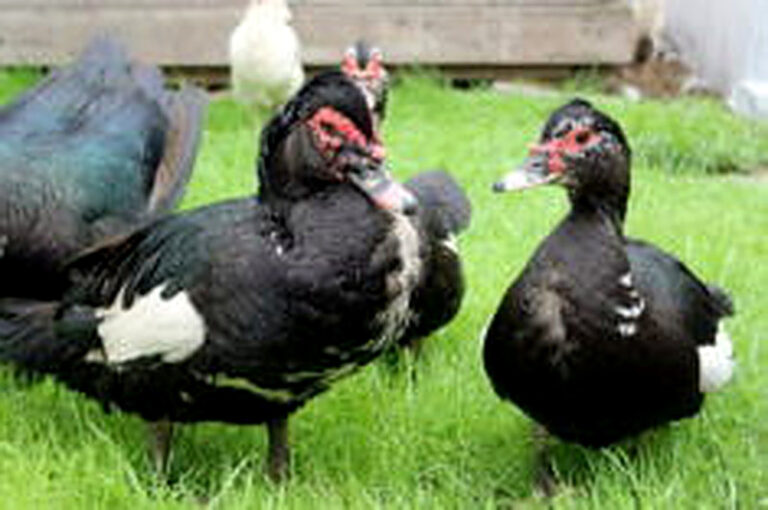 Разведение индоуток в домашних условиях подробно