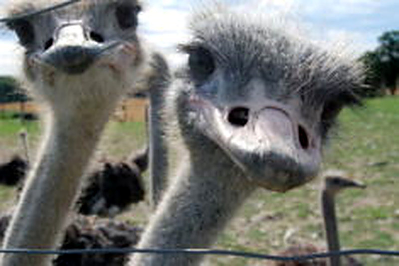 Разведение страусов в домашних условиях как бизнес