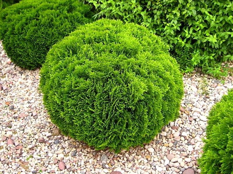 Сорт Туи Даника