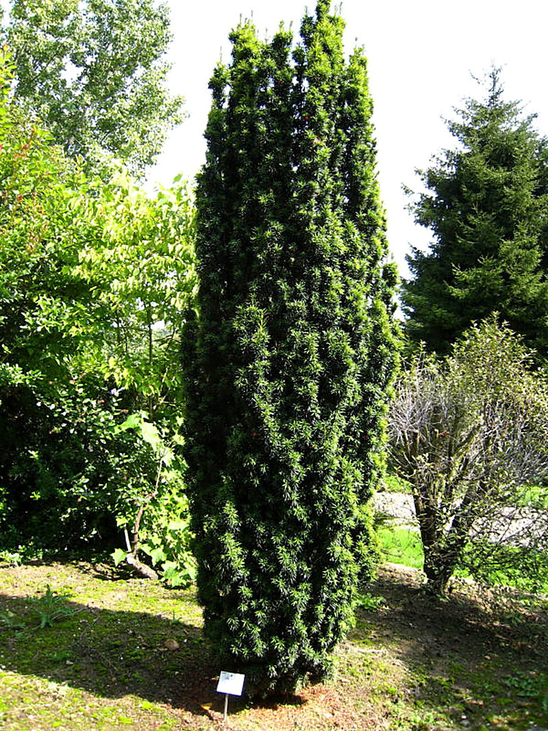 Сорт Туи Фастигиата