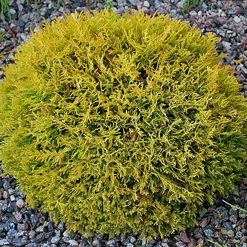 Сорт Туи Голден Глоб