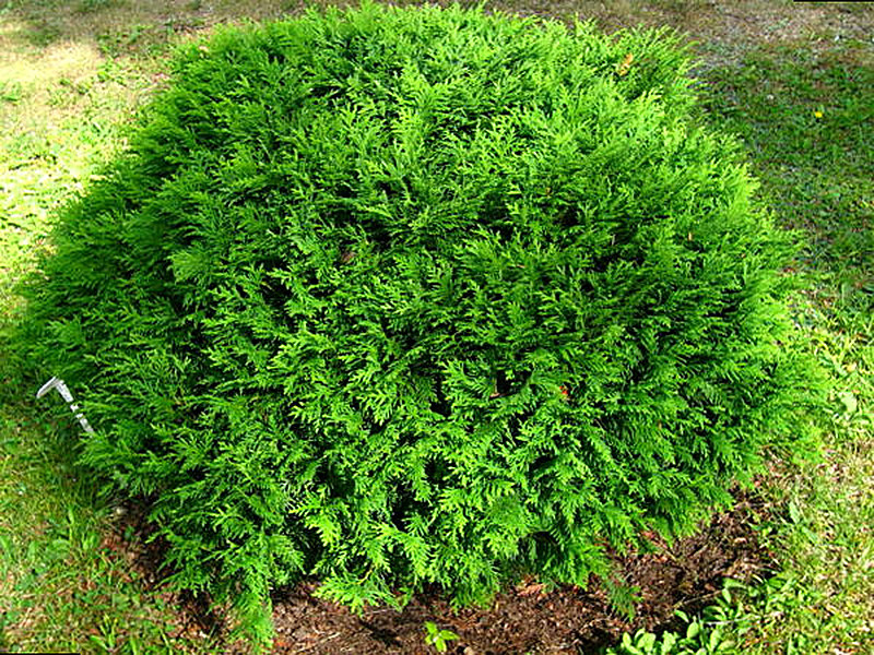 Сорт Туи Хосери