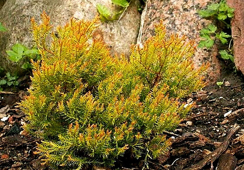 Сорт Туи Клод оф Голд