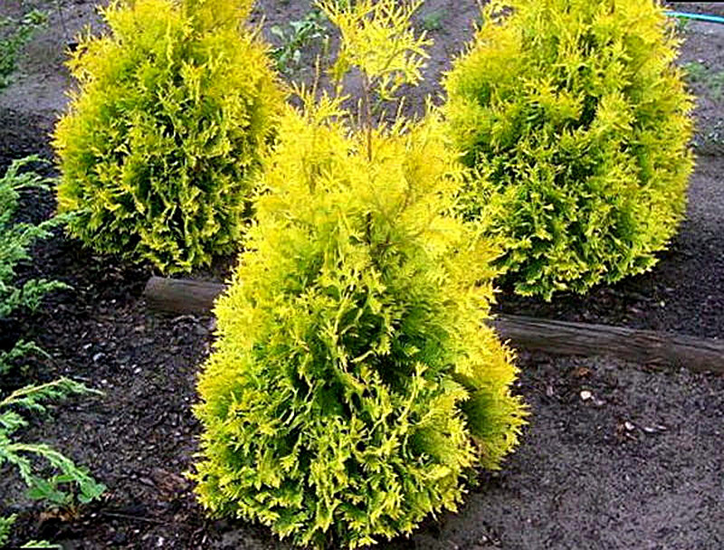 Сорт Туи Санкист