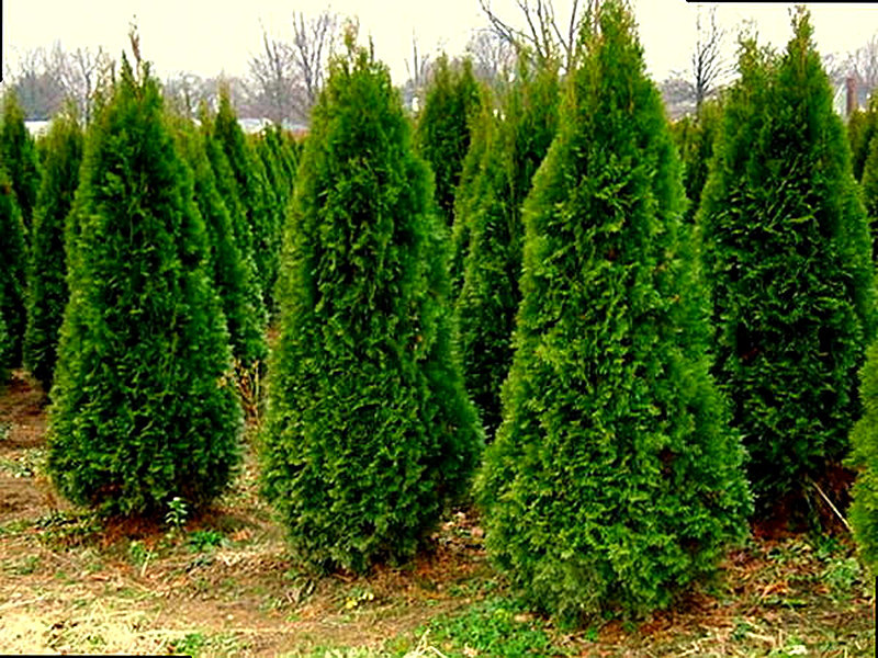Сорт Туи Смарагд