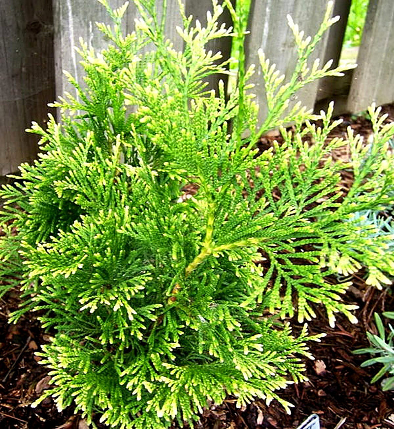 Сорт Туи Столвик