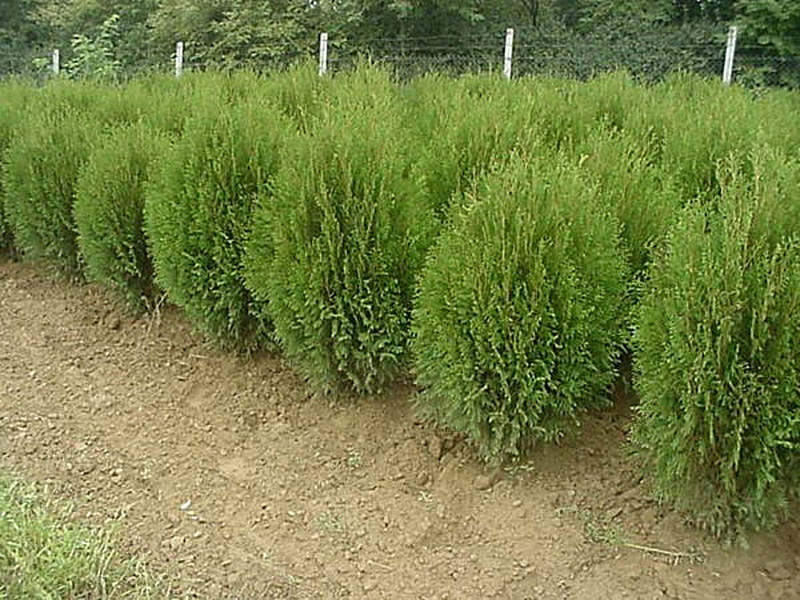 Сорт Туи Вагнери