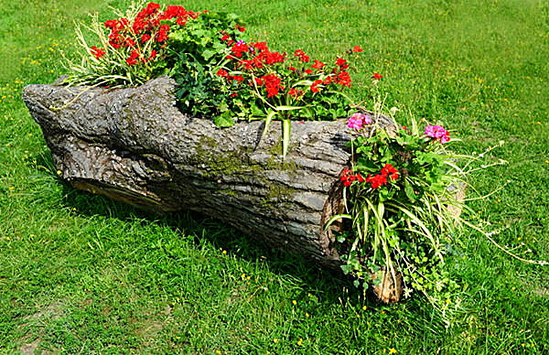 Старые деревья для сада