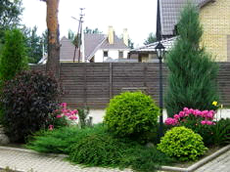 Туя виды и сорта с фото