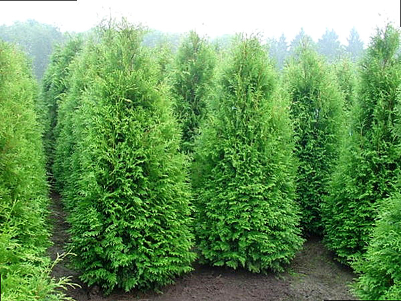 Брабант (западная Туя)