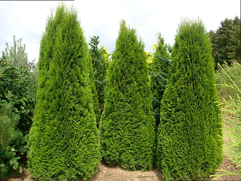 Колумна (западная Туя)