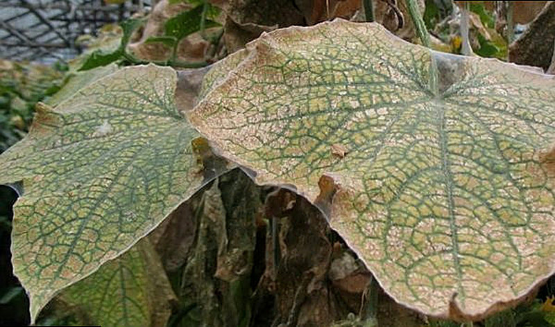 Паутинный клещ на огурцах особенности и причины появления