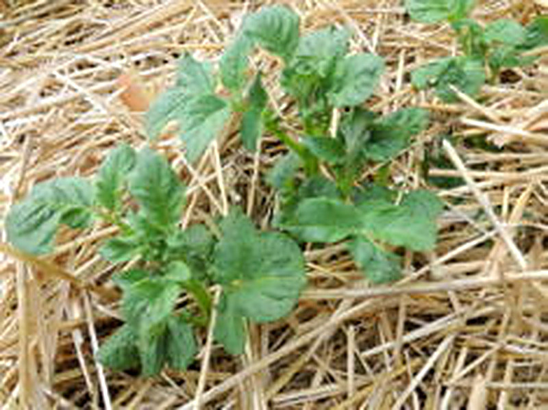 Как вырастить картофель под соломой
