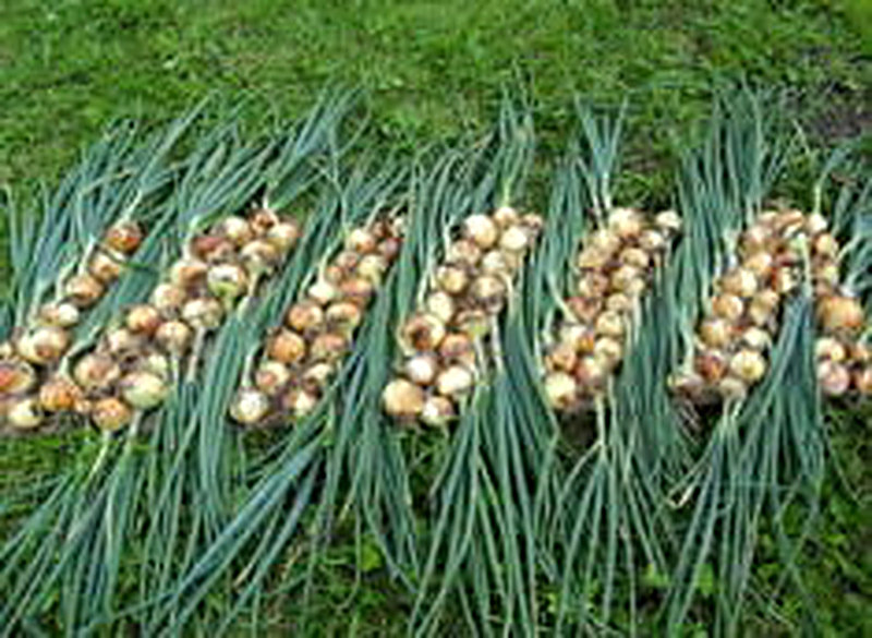 Озимый лук посадка и уход