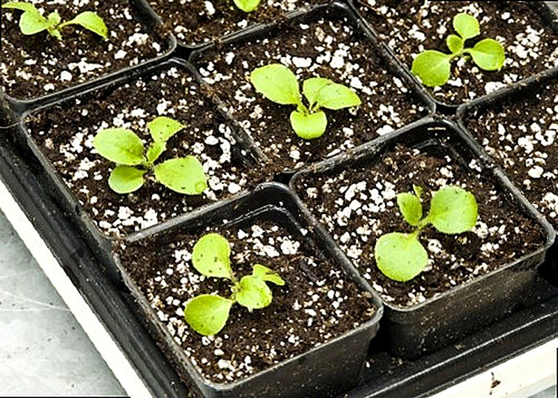 Петуния как вырастить рассаду в домашних условиях