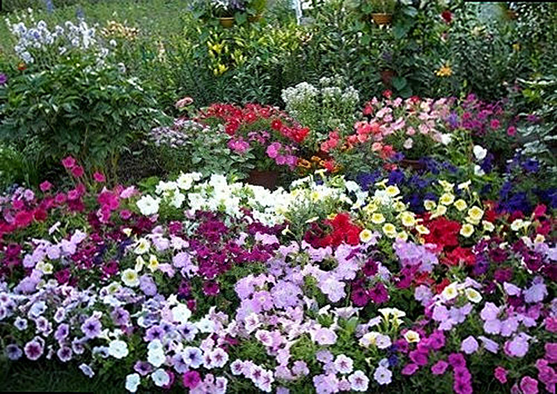 Петуния описание и фото