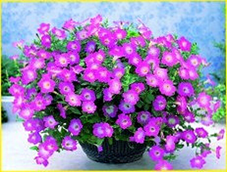 Петуния посадка и уход фото