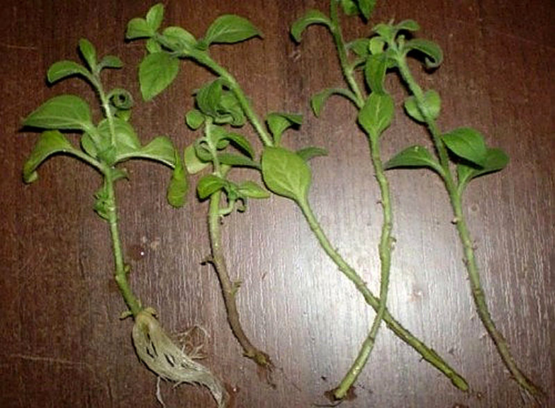 Петуния размножение черенками