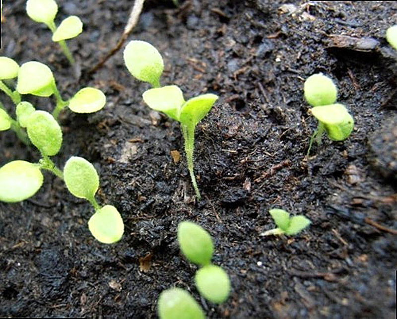 Петуния уход после всходов
